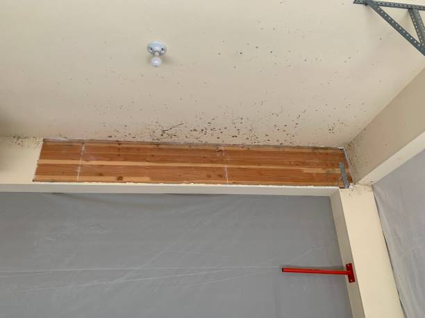 Best Post-Remediation Verification Testing  in Adamsville, AL