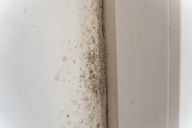 Reliable Adamsville, AL Mold Removal Solutions