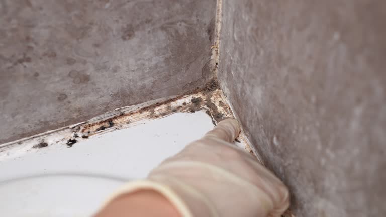 Best Basement Mold Removal  in Adamsville, AL